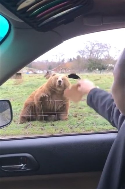 大きな体で俊敏な反応！パンをフリスビーのように投げたらクマがお口でナイスキャッチ