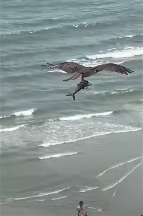 これはビビった！巨大な鳥が巨大な魚をつかんで飛行する驚きの光景を目撃