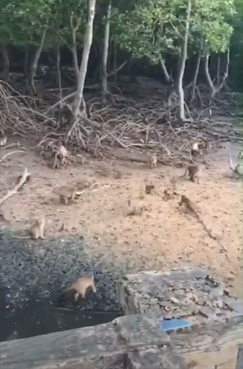 「猿も木から落ちる」ならぬ「猿も滑って転ぶ」平地で豪快に滑って転ぶ猿の姿に思わず笑ってしまう！