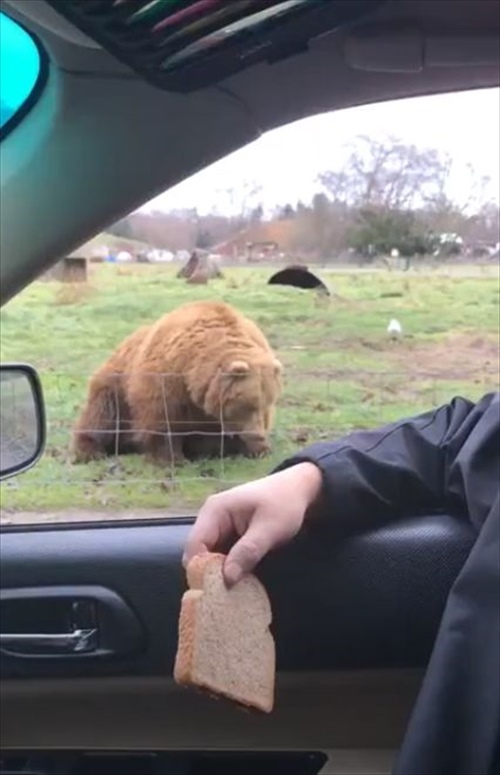 大きな体で俊敏な反応！パンをフリスビーのように投げたらクマがお口でナイスキャッチ