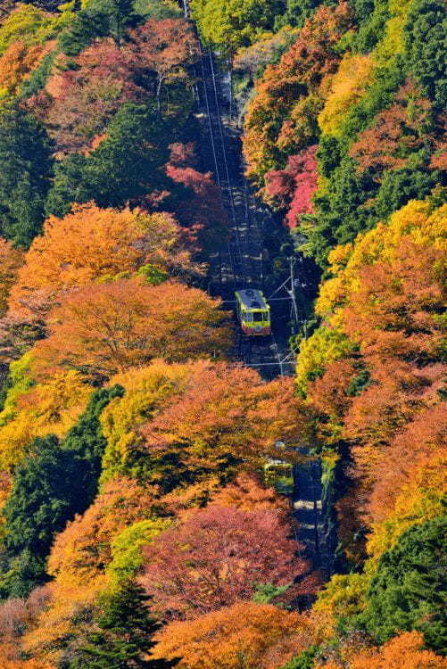 【10/29～12/4】高尾山の黄や赤に色づく紅葉が絶景『もみじまつり』開催！