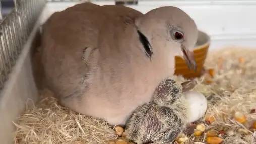 1羽飼いの鳩から雛鳥が誕生　「奇跡の鳩」「鳩界のマリア様」の声　単為生殖か