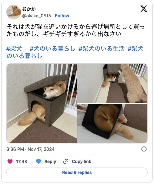 頭隠さず尻も隠さず　小さな箱にギチギチに詰まった柴犬