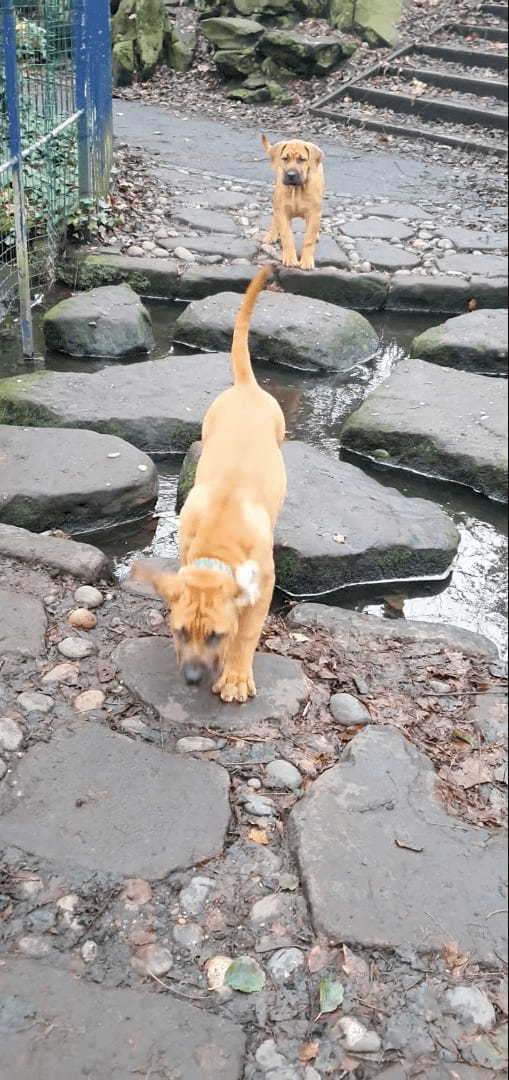 小川を渡りたいボーアボールの子犬たち。飛び石を伝って移動するのも怖いのか、足がすくんでいます！！【海外・動画】