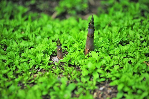 春の食べ物といえば？魚・野菜・果物15選と旬の食材で作る料理をご紹介！