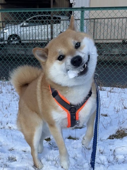 楽しい雪合戦のはずが……投げた雪玉を食べることに必死な柴犬さんに爆笑