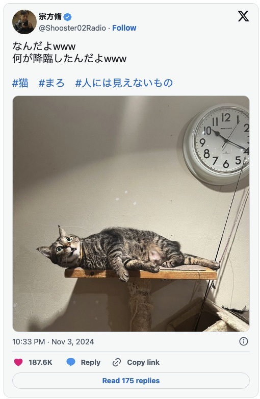 「何が降臨したんだよｗ」　猫のビックリ顔に飼い主も爆笑