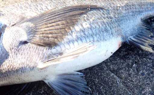 釣り人的「珍味」レシピ：クロダイの卵煮　期間限定の旬だからこそ美味