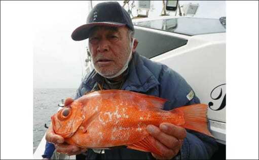 沖のコマセ五目釣りでイシダイにタカバにチカメキントキなど多彩