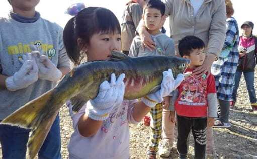 意外と知らない『茨城県の鮭』事情　実は太平洋側名産地の南限だった？