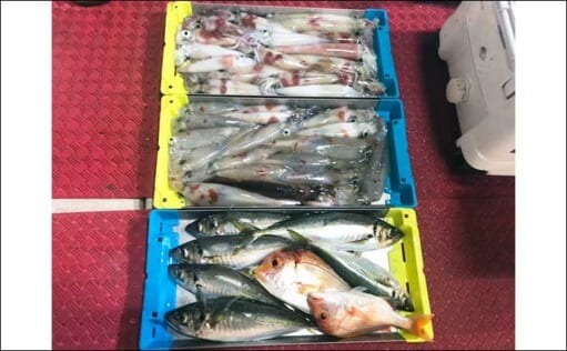 【福井】沖釣り最新釣果　夜釣りのマイカ堅調でまだまだ狙い目