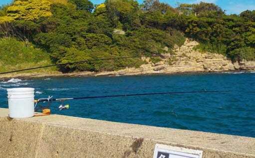 アオリイカのウキ釣り解説　生きエサと死にエサどっちが釣れる？