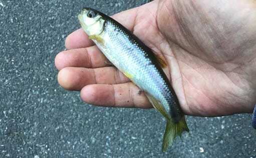 淡水小物釣りでタカハヤにカワムツ　ソーセージ付き毛バリ仕掛けが肝？