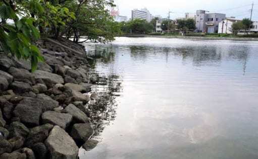 都内の親水公園でハゼ釣り満喫　半日の釣行で13cm頭に42尾をキャッチ