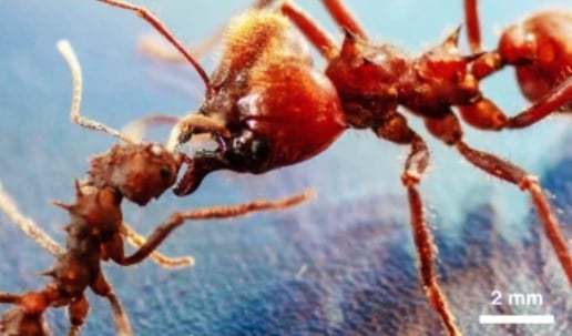 昆虫界初！「天然のボディアーマー」を装着したアリを発見、 戦闘力・抗菌性が格段にUP