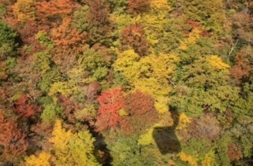 滋賀「びわ湖テラス」で三段紅葉をロープウェイから観賞＆山頂グルメを満喫