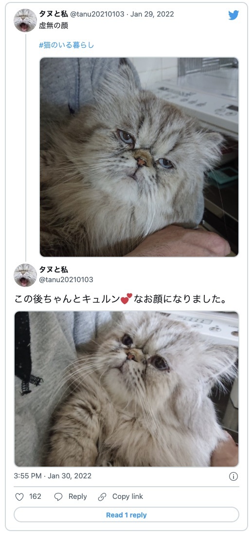 魂を抜かれた猫？　カメラを向けられ虚無の表情に