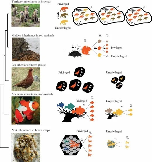 動物界にも「親のコネ」が広く存在していた