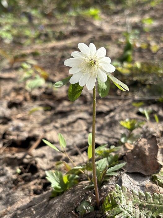 【北海道】突哨山（とっしょうざん）で春の妖精たちに出逢った