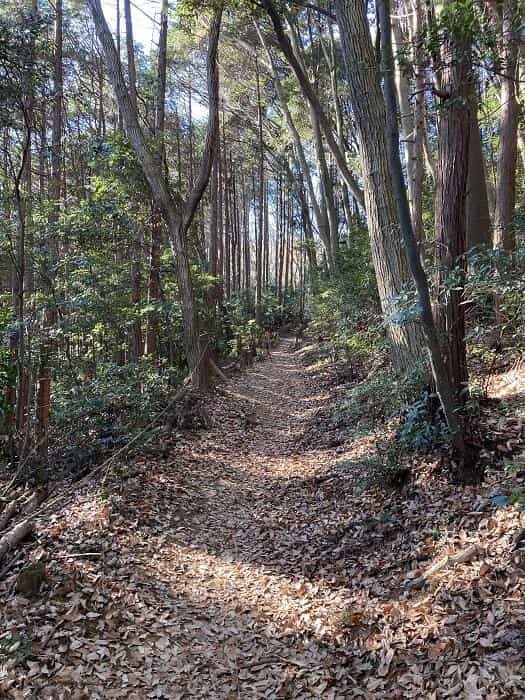 【埼玉県・大高取山】低山でありながら6つの眺望が楽しめる穴場の山