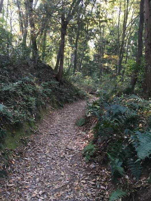 【埼玉県】飯能ハイキング・初心者向けコース（天覧山・多峯主山）