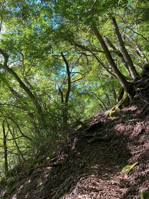 【日帰り登山】富士山を支える山・愛鷹（あしたか）山塊に登る