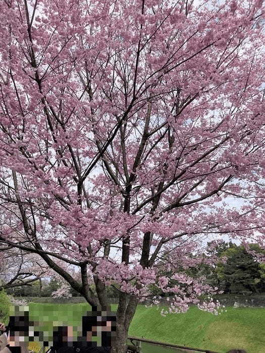 【千代田区】さくらまつりが4年ぶりに開催！千鳥ヶ淵緑道～ボート上から桜を愛でる