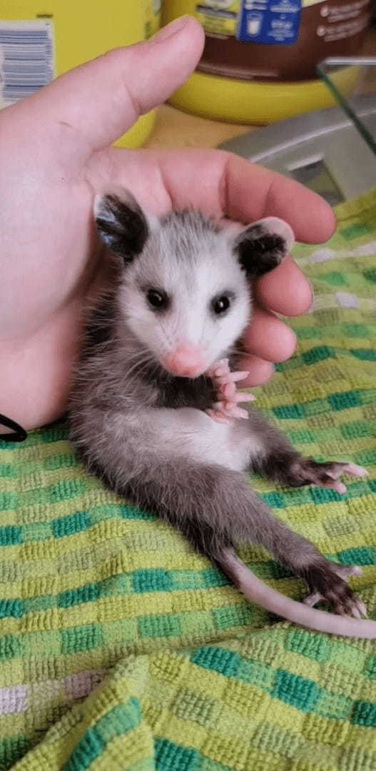 ごはんをたくさん食べて満足気なオポッサムの赤ちゃん。おててを舐めてキレイにしたり、顔をクシクシするのがもうとってもかわいい！！