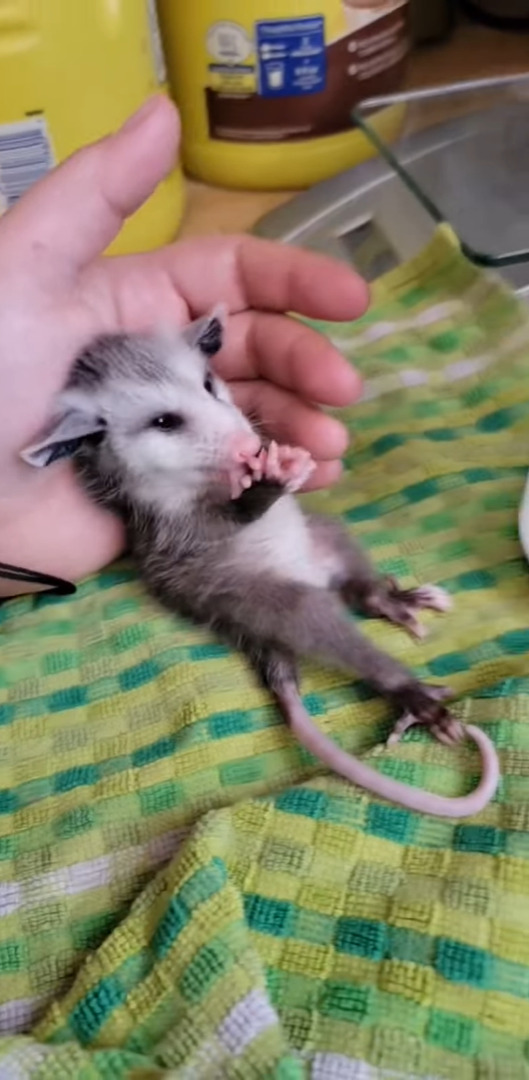 ごはんをたくさん食べて満足気なオポッサムの赤ちゃん。おててを舐めてキレイにしたり、顔をクシクシするのがもうとってもかわいい！！