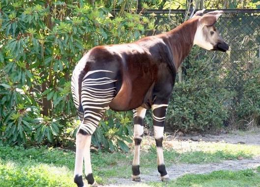 【徹底取材】よこはま動物園ズーラシアの攻略法・アクセス・混雑状況まで！家族サービスにもデートにもおすすめです！