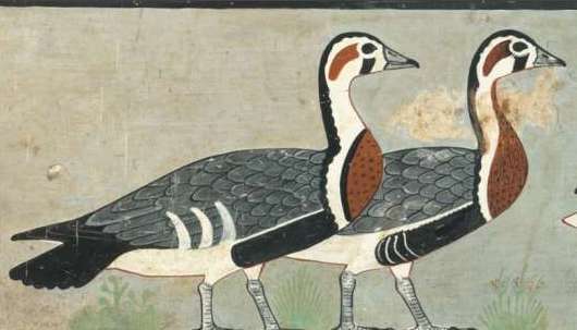 古代エジプトの壁画から「新種の鳥類」を発見　すでに絶滅した種だった？