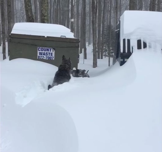 これぞ、友情！大雪で動けなくなった親友を助けるシェパード犬が素晴らしい！