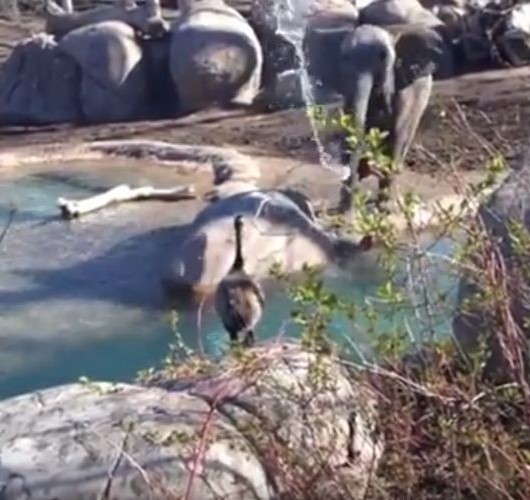 ゾウ vs ガチョウの対決！？蹴られても水を掛けられてもおちょくり続けるガチョウが強すぎ！