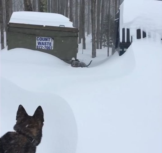 これぞ、友情！大雪で動けなくなった親友を助けるシェパード犬が素晴らしい！