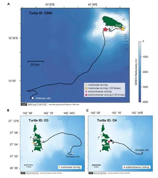 ウミガメは「旋回遊泳」で地磁気から位置情報を得ていた？　海の生き物がなぜ円を描いて泳ぐのか解明