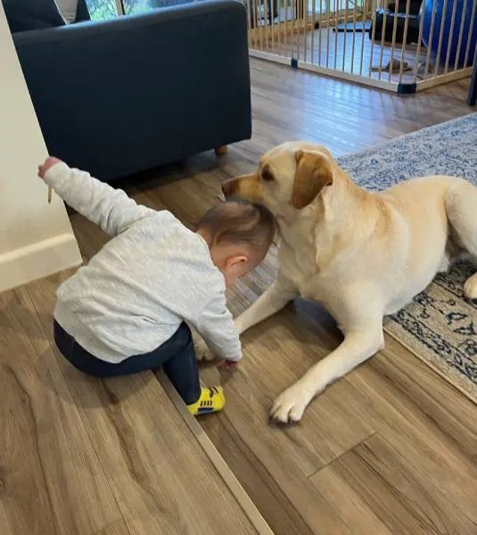 人と犬のお菓子を巡る沈黙の攻防　プレッシャーをかけるラブVS動じない赤ちゃん