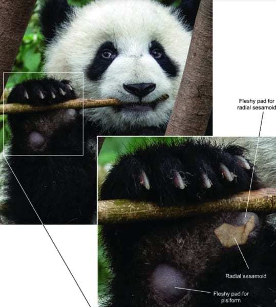 パンダはいつから笹を食べ始めたのか？　600万年前の祖先から竹を掴むため進化した指を確認！