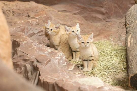 那須どうぶつ王国が贈る「うた」シリーズ。マヌルネコに続く第2弾は・・、スナネコだああああっ！！【スナネコのうた】