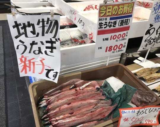 釣ったウナギで「ウナ丼」を作りたい　ポイント選びと基本の釣り方