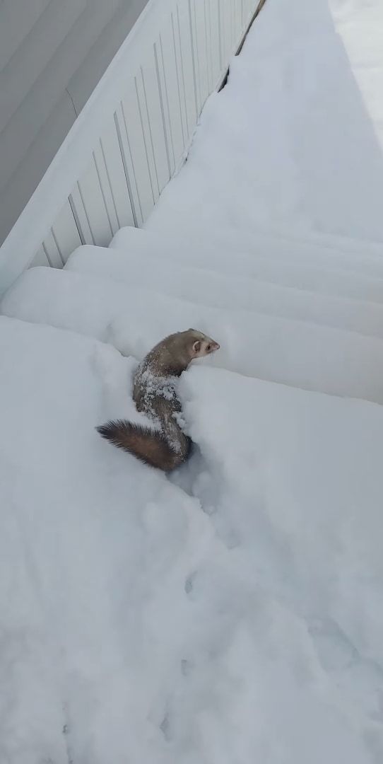 雪を堪能するフェレット。積もった雪の中に潜ったり、トンネルを掘るように進んだりととても楽しそうです！！