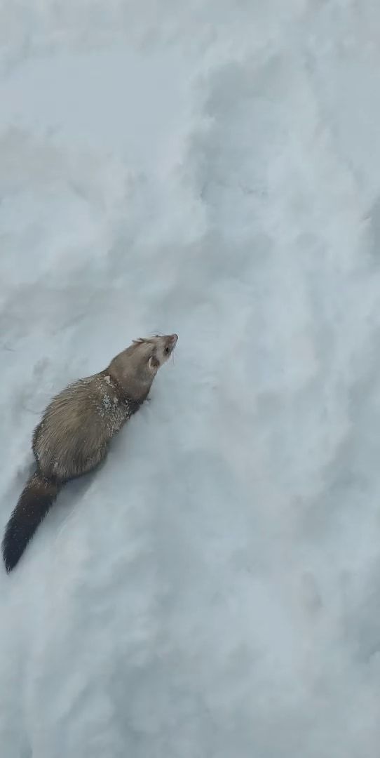 雪を堪能するフェレット。積もった雪の中に潜ったり、トンネルを掘るように進んだりととても楽しそうです！！