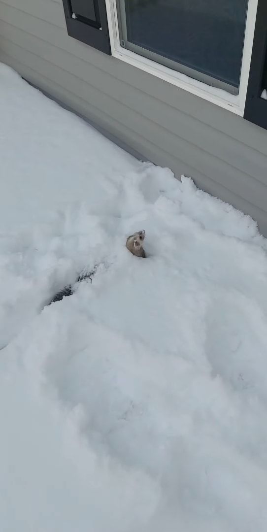 雪を堪能するフェレット。積もった雪の中に潜ったり、トンネルを掘るように進んだりととても楽しそうです！！