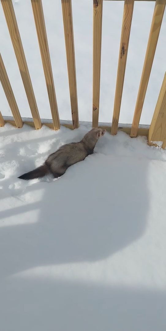 雪を堪能するフェレット。積もった雪の中に潜ったり、トンネルを掘るように進んだりととても楽しそうです！！