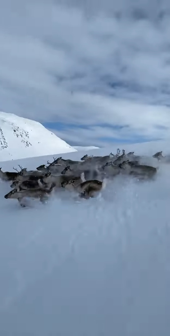 雪山でスキーを楽しんでいたら、前方に『ある動物の群れ』を発見！なんと真横を並走するまでできました！！【海外・動画】