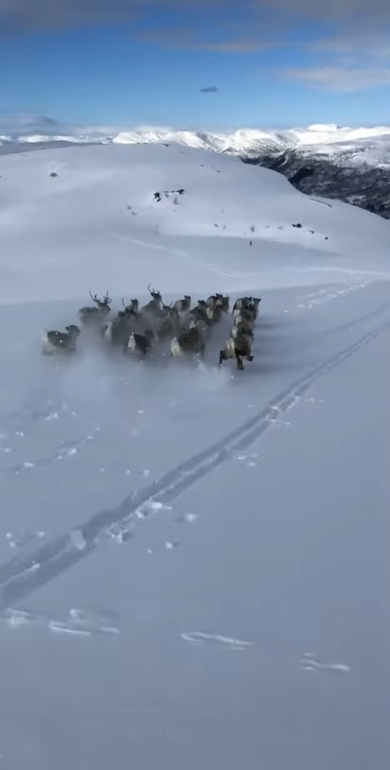 雪山でスキーを楽しんでいたら、前方に『ある動物の群れ』を発見！なんと真横を並走するまでできました！！【海外・動画】