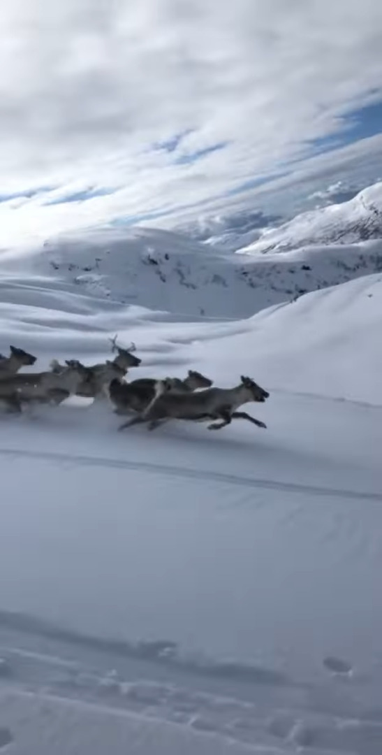 雪山でスキーを楽しんでいたら、前方に『ある動物の群れ』を発見！なんと真横を並走するまでできました！！【海外・動画】