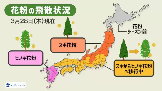 花粉の本格飛散は4月中旬まで、スギからヒノキへ移行中　ウェザーニュース調査