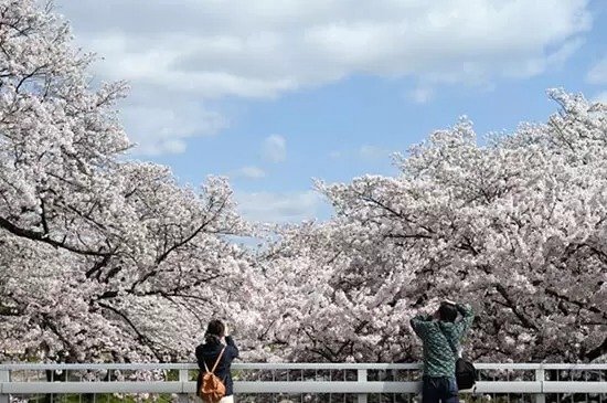 関東で春を満喫！四季折々のおすすめスポット4選