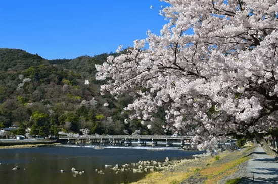 桜の名所が多い関西でお花見しよう！大阪・京都・奈良のおすすめスポット