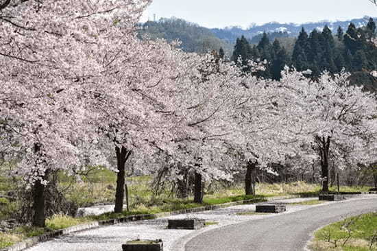 桜の名所が多い関西でお花見しよう！大阪・京都・奈良のおすすめスポット